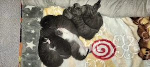 Hallo ich biete hier unsren süßen Bengal Mischling mit Französisch Kurzhaar Kitten zum kauf an