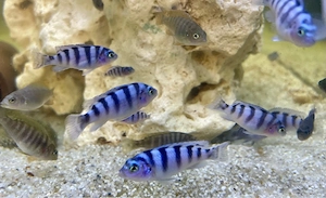 Pseudotropheus Metriaclima Lombardoi * Buntbarsche Malawi Cichliden