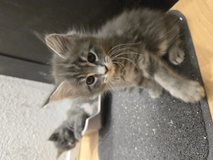 Baby kitten mainecoon