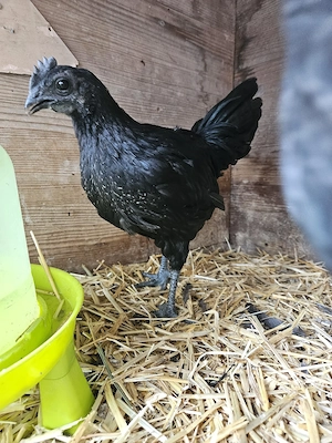 Junger Ayam Cemani Hahn abzugeben 