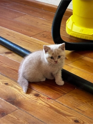 BKH Katzenbabies reinrassig