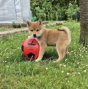  1 Shiba Inu Welpe(Mädel),reinrassig  Bild 2