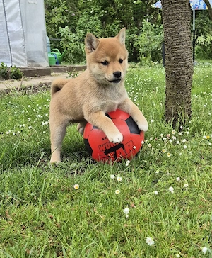  1 Shiba Inu Welpe(Mädel),reinrassig 