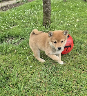  1 Shiba Inu Welpe(Mädel),reinrassig  Bild 4