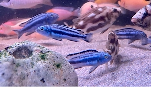 Pseudotropheus blauer Johanni * Malawi Buntbarsch 