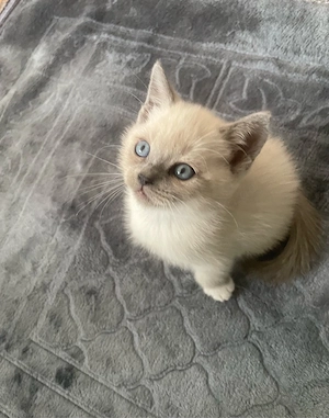    Kleiner Herzensbrecher sucht Kuschelplatz! (BKH)