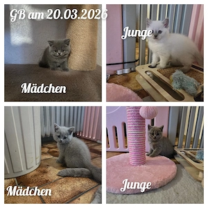 Bkh kitten 