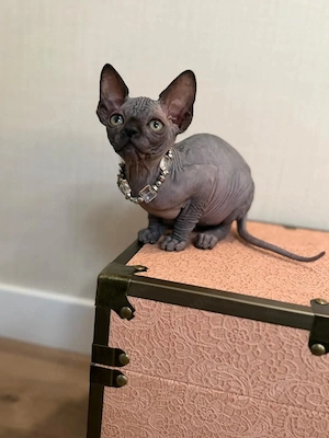   Bezaubernde Sphynx-Kätzchen suchen ein neues Zuhause    Bild 2