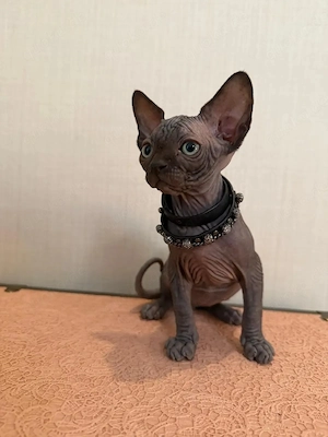   Bezaubernde Sphynx-Kätzchen suchen ein neues Zuhause    Bild 3