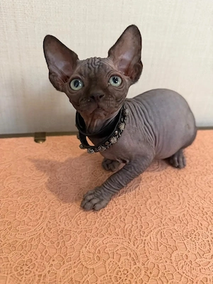   Bezaubernde Sphynx-Kätzchen suchen ein neues Zuhause    Bild 4