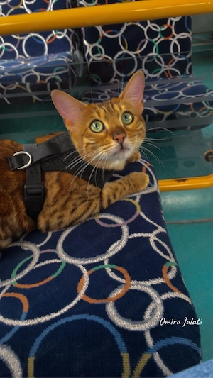 Katze, Bengal