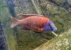 Aulonocara Red Rubin * Malawi Buntbarsche