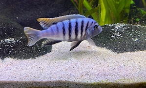 Cynotilapia zebroides Jalo Reef * Malawi Buntbarsch Bild 3