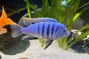 Cynotilapia zebroides Jalo Reef * Malawi Buntbarsch Bild 4