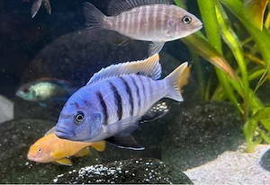 Cynotilapia zebroides Jalo Reef * Malawi Buntbarsch