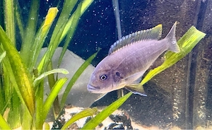 Cynotilapia zebroides Jalo Reef * Malawi Buntbarsch Bild 2