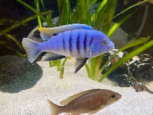 Cynotilapia zebroides Jalo Reef * Malawi Buntbarsch Bild 5