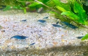 Blue Dream Garnelen * Neocaridina * Blaue Zwerggarnelen