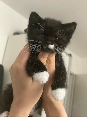    Kleiner Kater mit RIESEN-Persönlichkeit!