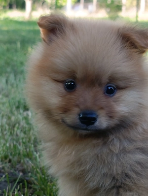 Welpe Rüde Spitz