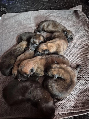  Wunderschöne Belgische Schäferhund   Malinois Welpen suchen liebevolles Zuhause 
