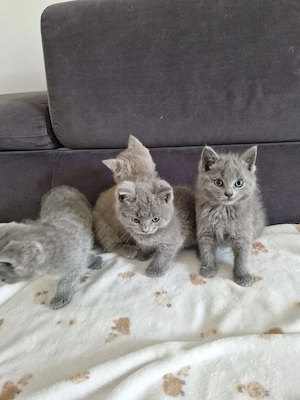 BKH Kitten 