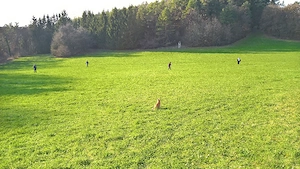 Suche rotes Katzenbaby 