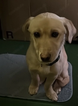 Labrador Mischling 