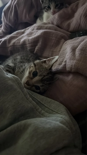  kitten baby katzen zu verkaufen