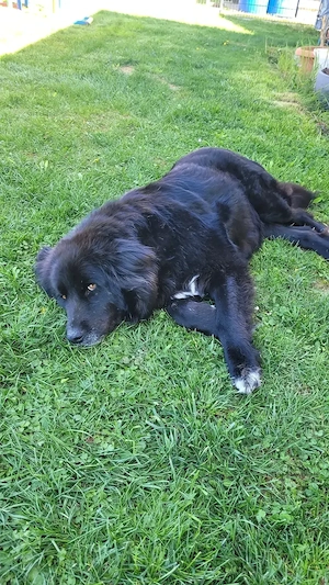 Seelenhund