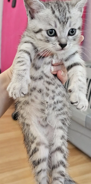 Wunderschönes BKH Mix Mädchen  