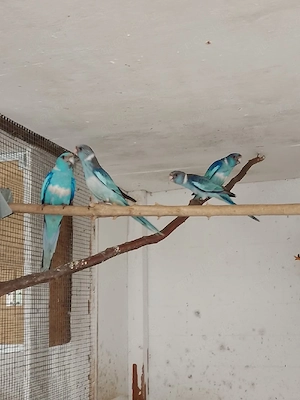 Blaue Barnardsittiche 2026