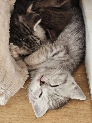 Wunderschönes BKH Mix Mädchen   Bild 2