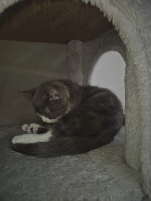 süße welben katze