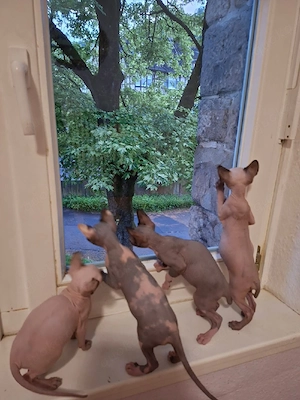 Sphynx Kitten