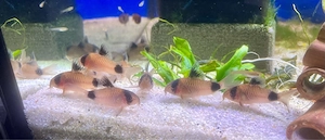 Panda Panzerwelse * Hoplisoma - Corydoras Panda