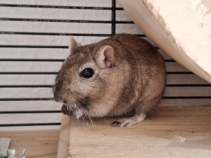 Rennmaus Gerbil weiblich 1,5 Jahre sucht neues Zuhause