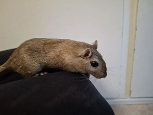 Rennmaus Gerbil weiblich 1,5 Jahre sucht neues Zuhause Bild 2