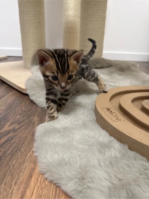 Bengal  Kitten  Bild 3