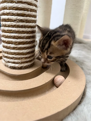 Bengal  Kitten  Bild 8