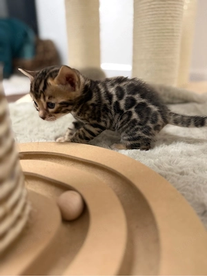 Bengal  Kitten  Bild 5