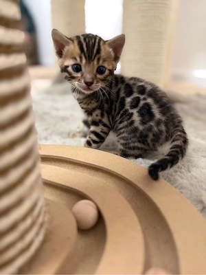 Bengal  Kitten  Bild 4