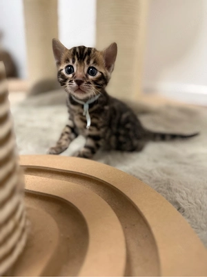Bengal  Kitten  Bild 6