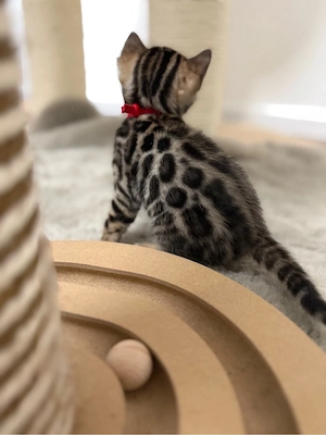 Bengal  Kitten 