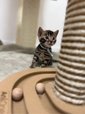 Bengal  Kitten  Bild 7