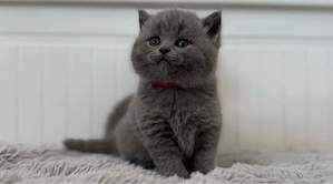 BKH Kitten 
