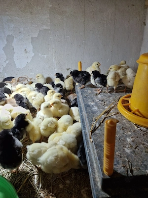 Küken von Amrocks, Brese, Barbezieux, Australorps, Zwergseidenhuhn, Ramelsloher und Mechelner 