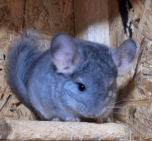 Chinchillababys, Abgabeweibchen