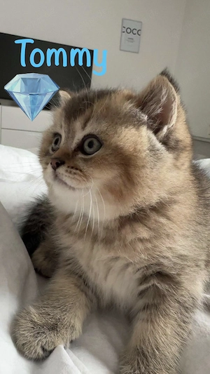   NUR NOCH. 2 kitten  Abgabe bereit! BKH black golden tabby 