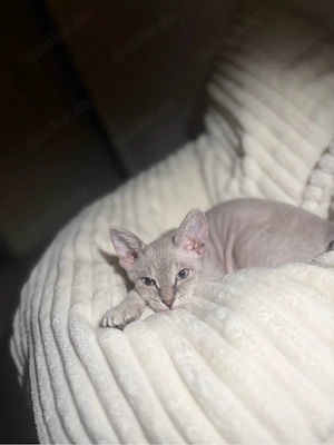 Nala 3 monate alt